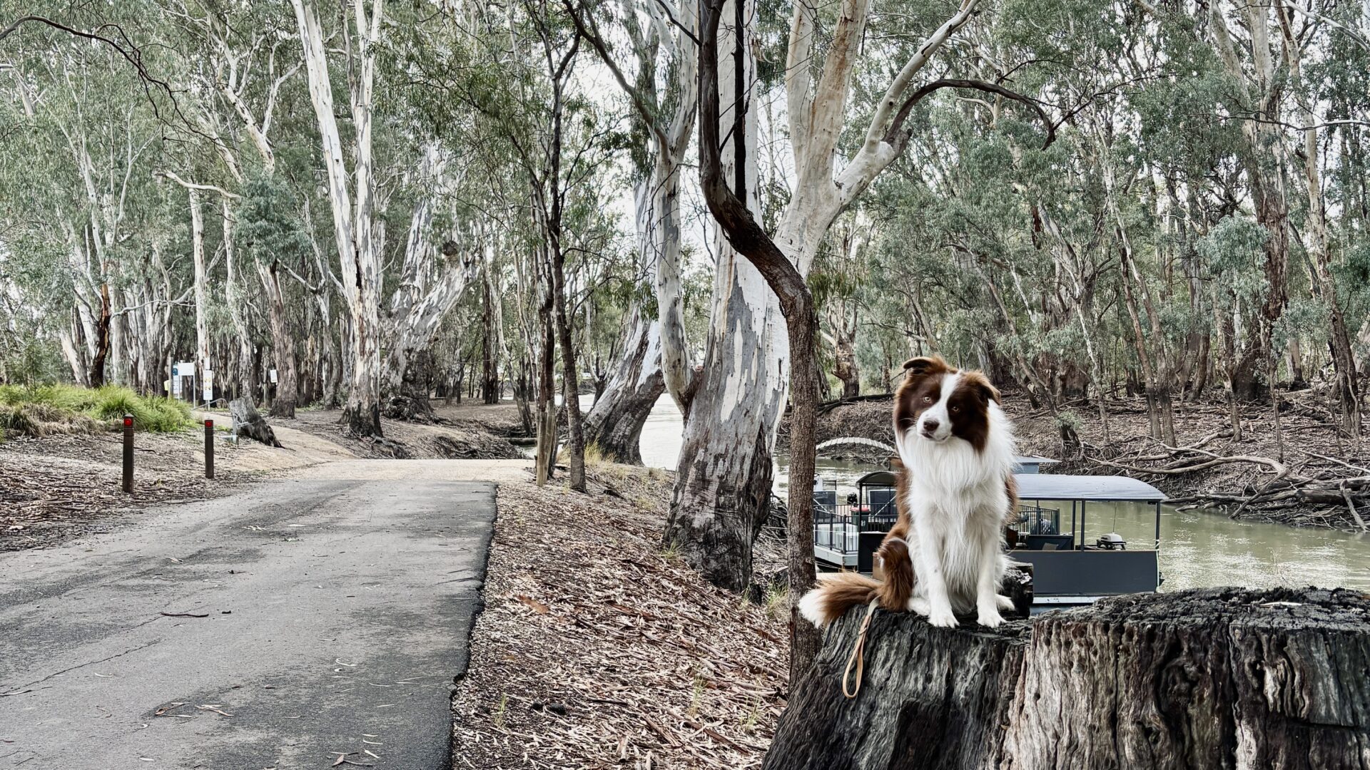 Dog at the boat ramp nect to Koondrook Retreat Caravan Park