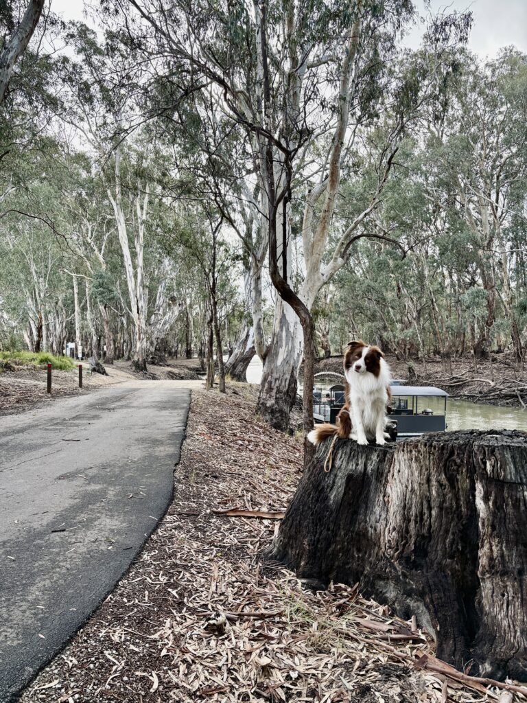 Dog at the boat ramp nect to Koondrook Retreat Caravan Park