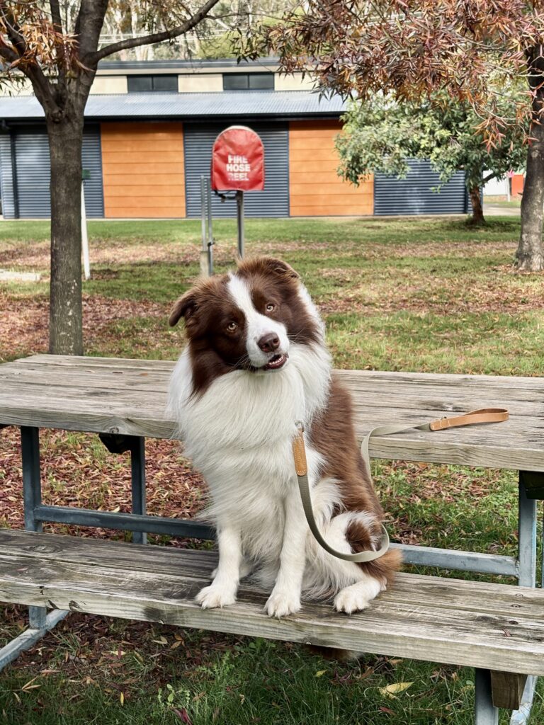 Dog at Koondrook Caravan Park